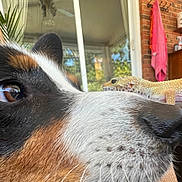 Tito is registered to the contest to win money with this photo: animal, brick_wall, close_range, close_up, companion, curiosity, dog, domestic, eye, face, furniture, gecko, indoor, nature, pet, plant, snout, table, texture, window