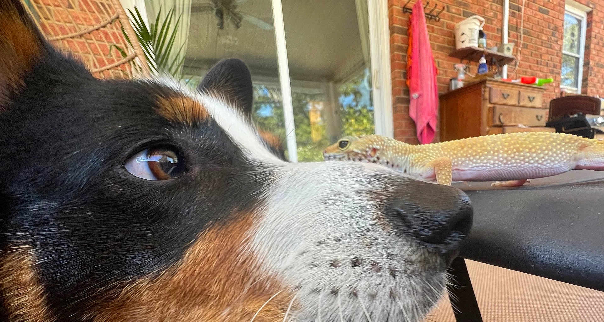 Tito is registered to the contest to win money with this photo: animal, brick_wall, close_range, close_up, companion, curiosity, dog, domestic, eye, face, furniture, gecko, indoor, nature, pet, plant, snout, table, texture, window