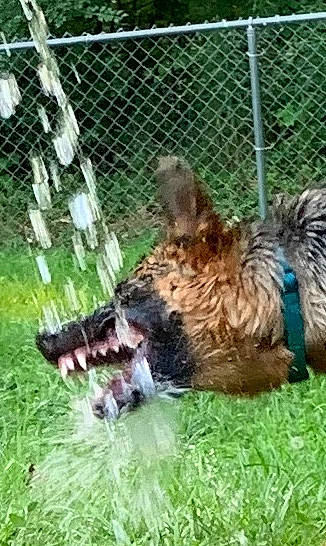 Miss Willow is registered to the contest to win money with this photo: animal_shelter, canidae, carnivore, chain_link_fencing, companion_dog, dog, dog_breed, dog_crate, dog_sports, dog_supply, fence, grass, herding_dog, liver, mesh, pet_supply, plant, terrestrial_animal, terrier, wire_fencing