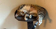 Bella joined the competition — help win amazing prizes! cat, tabby, pet, animal, feline, relaxed, sleeping, cozy, indoor, cat_perch, fur, paw, tail, whiskers, resting, cute, domestic, lazy, comfort, house
