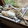 Bella joined the competition — help win amazing prizes! cat, tabby, sleeping, window, hammock, blanket, indoor, pet, relaxed, cozy, fur, paw, resting, sunlight, wood, glass, nature, greenery, home, animal