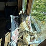 Bella joined the competition — help win amazing prizes! cat, tabby_cat, window, sunlight, cushion, indoor, pet, relaxed, sleeping, fur, animal, resting, cozy, daylight, home, wood, glass, nature_view, greenery, quiet