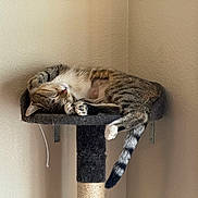 Bella is registered to the contest to win money with this photo: cat, tabby_cat, sleeping, cat_tree, indoor, furniture, pet, animal, resting, cozy, fur, whiskers, paw, tail, striped, brown, white, black, relaxed, peaceful