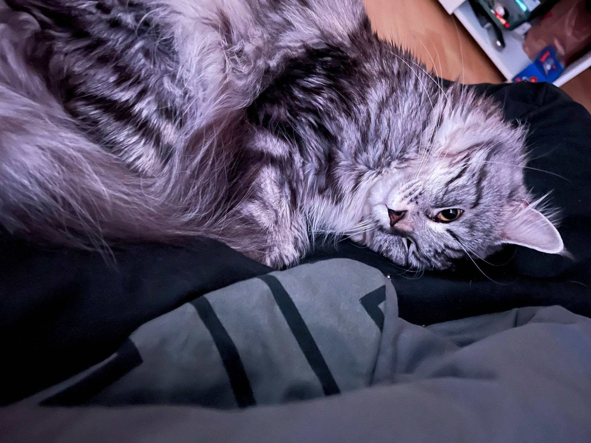 Eros participe au concours pour gagner de l'argent avec cette photo : carnivore, cat, claw, comfort, communication_device, domestic_short_haired_cat, felidae, fur, grey, lap, mobile_phone, nail, paw, portable_communications_device, remote_control, small_to_medium_sized_cats, tail, whiskers