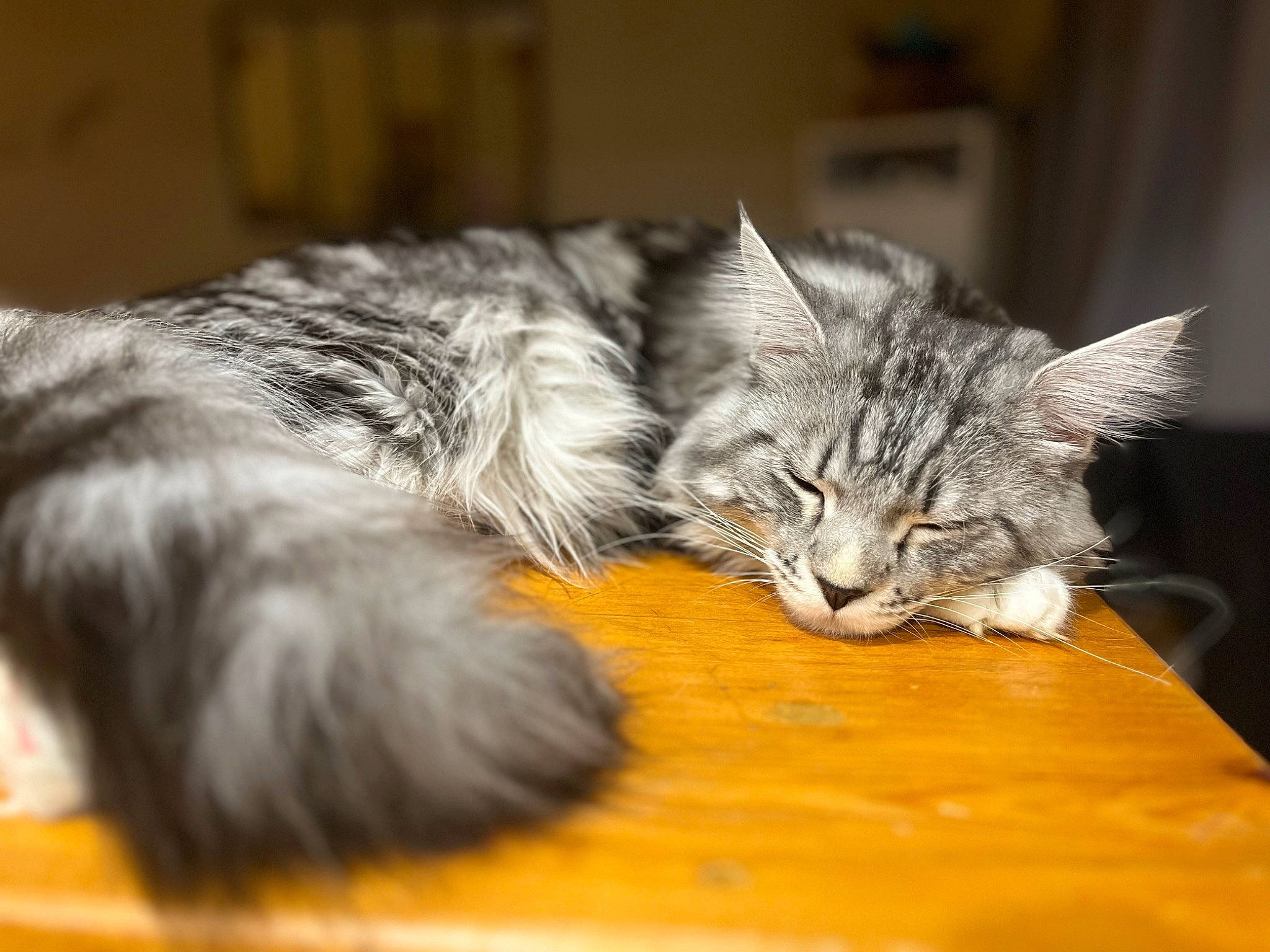 Eros a rejoint le concours — aidez-le/la à gagner de superbes lots ! carnivore, cat, claw, comfort, desk, domestic_short_haired_cat, felidae, flooring, fur, grey, hardwood, paw, small_to_medium_sized_cats, snout, table, tail, whiskers, wood