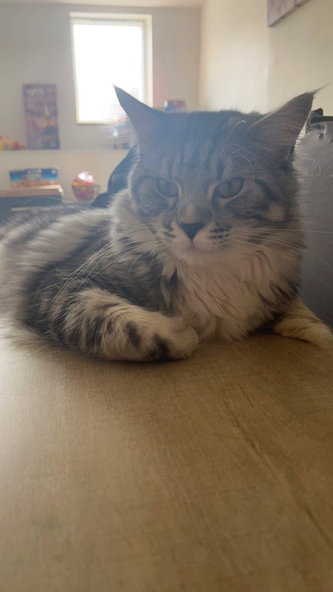 Eros participe au concours pour gagner de l'argent avec cette photo : carnivore, cat, comfort, domestic_short_haired_cat, eye, felidae, floor, flooring, fur, grey, hardwood, nap, paw, sitting, small_to_medium_sized_cats, snout, tail, whiskers, wood, wood_flooring