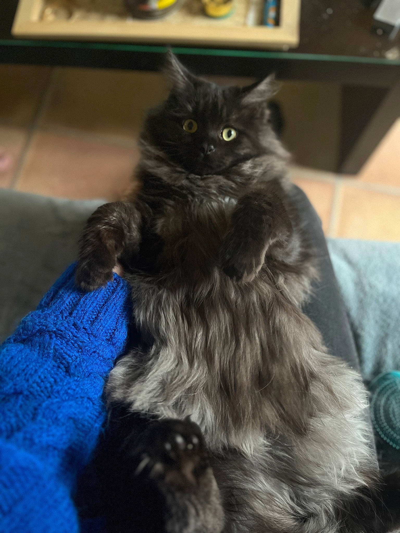 Apollon a rejoint le concours — aidez-le/la à gagner de superbes lots ! black_cat, bombay, british_longhair, carnivore, cat, claw, comfort, electric_blue, eye, felidae, flooring, fur, grey, plant, sitting, small_to_medium_sized_cats, snout, tail, terrestrial_animal, whiskers