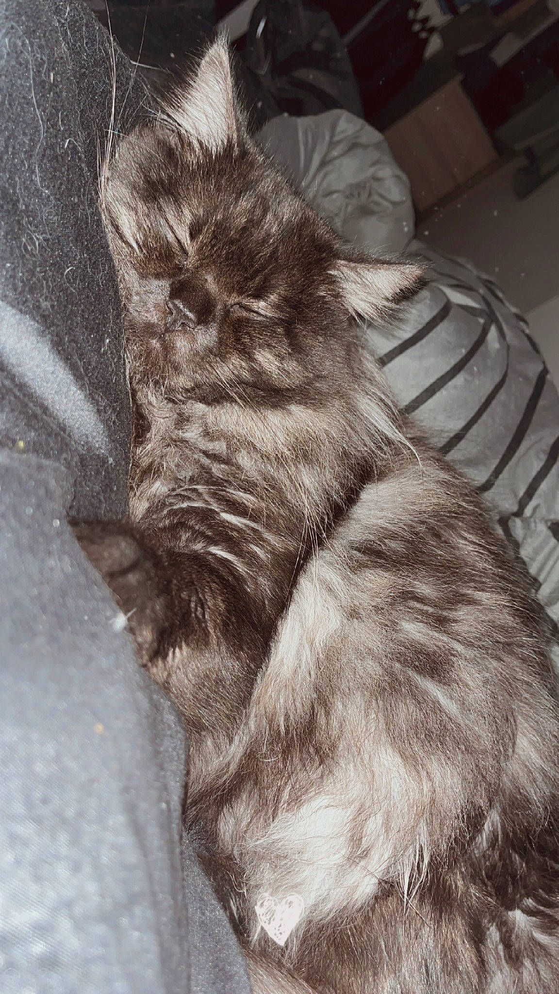 Apollon a rejoint le concours — aidez-le/la à gagner de superbes lots ! black_cat, carnivore, cat, claw, domestic_short_haired_cat, ear, felidae, fur, gesture, grey, human_leg, monochrome, monochrome_photography, paw, small_to_medium_sized_cats, snout, tableware, tail, terrestrial_animal, whiskers