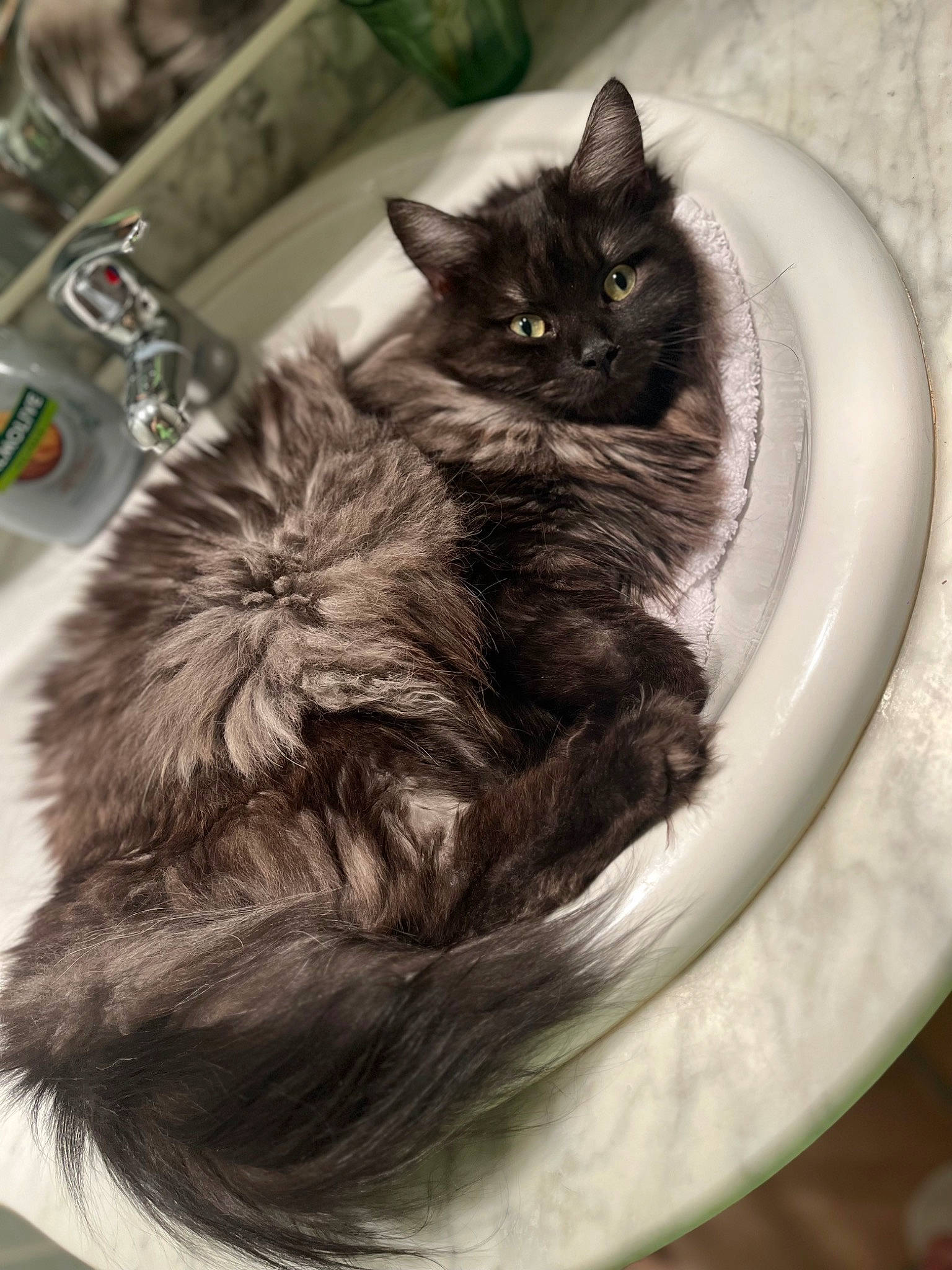 Apollon participe au concours pour gagner de l'argent avec cette photo : black_cat, carnivore, cat, circle, claw, comfort, domestic_short_haired_cat, felidae, fur, grey, iris, monochrome, monochrome_photography, sitting, small_to_medium_sized_cats, snout, tail, terrestrial_animal, whiskers