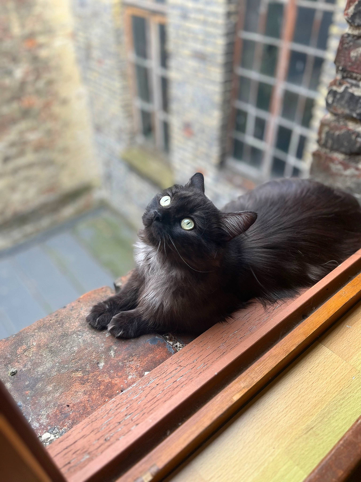 Apollon participe au concours pour gagner de l'argent avec cette photo : black_cat, bombay, carnivore, cat, domestic_short_haired_cat, felidae, floor, flooring, fur, grey, hardwood, mammal, small_to_medium_sized_cats, snout, tail, terrestrial_animal, vertebrate, whiskers, window, wood