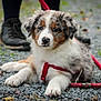 puppy, dog, outdoor, gravel, red_harness, leash, black_shoes, closeup, cute, pet, animal, lying_down, young_dog, fur, nature, walking, resting, canine, eyes, collar