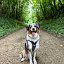 dog, australian_shepherd, canine, pet, animal, forest, path, nature, greenery, trees, outdoor, happy, sitting, tongue_out, fur, harness, smiling, daylight, trail, woodland