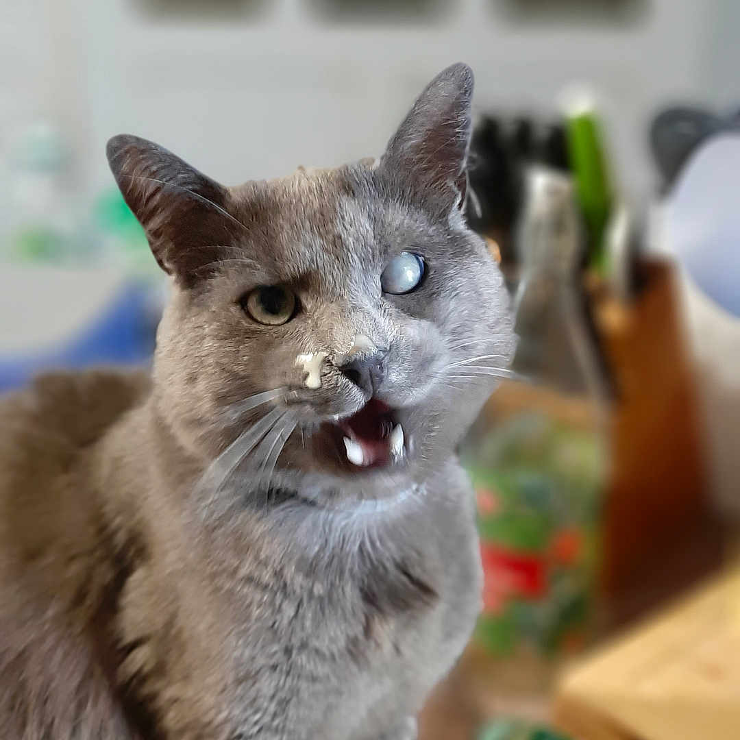Bidibulle participe au concours pour gagner de l'argent avec cette photo : abyssinian, alloywheel, animal, bodypart, box, car, cat, cream, dessert, food, hardwood, icing, kitten, manx, mouth, person, pet, siamese, tongue, wood