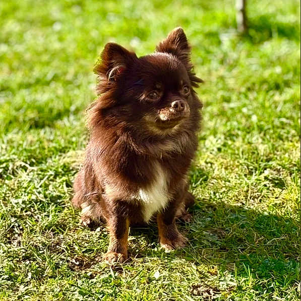 Nala