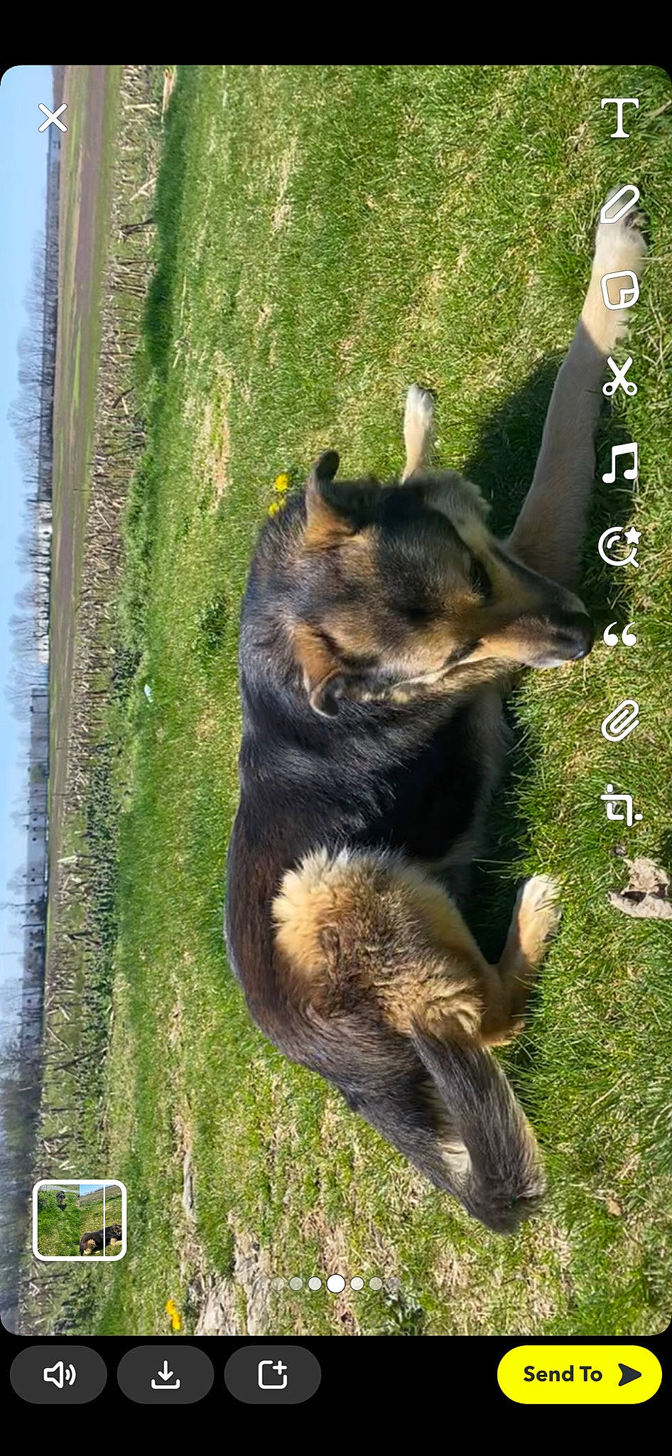 Geronimo is registered to the contest to win money with this photo: bear, canidae, carnivore, dog, dog_breed, east_european_shepherd, fur, grass, herding_dog, plant, sky, snout, sporting_group, tail, terrestrial_animal, water, wildlife, window, working_dog