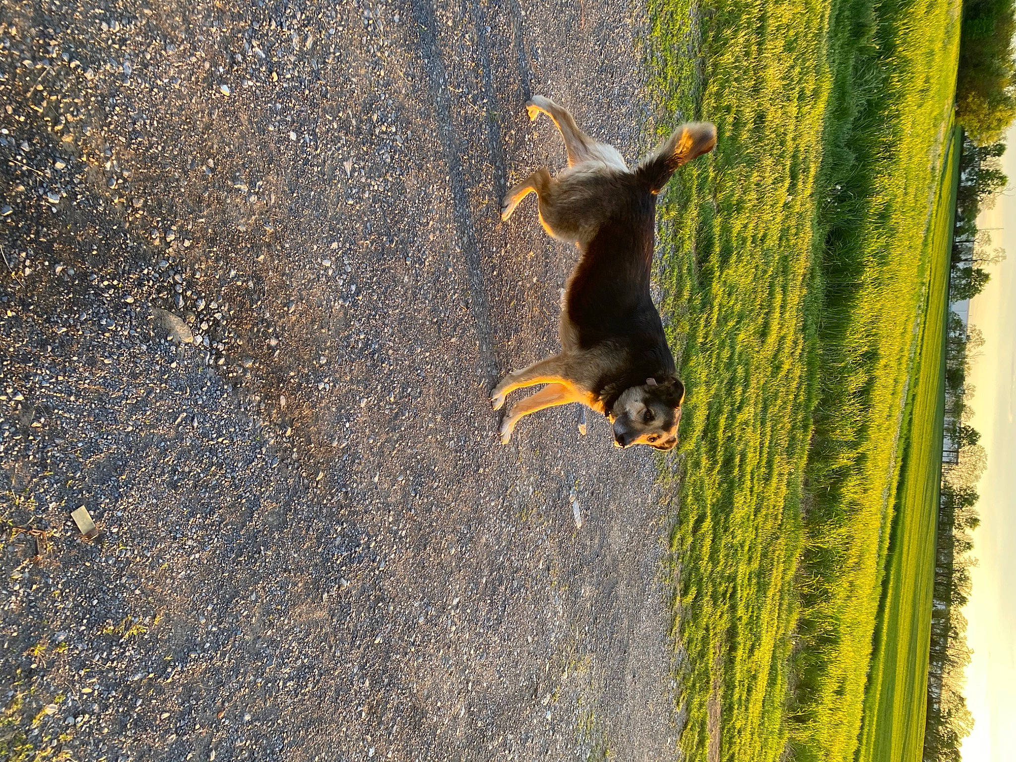Geronimo joined the competition — help win amazing prizes! asphalt, carnivore, dog, dog_breed, fawn, foot, grass, landscape, people_in_nature, plant, road_surface, shadow, soil, squirrel, tail, tar, tints_and_shades, tree, trunk, wood
