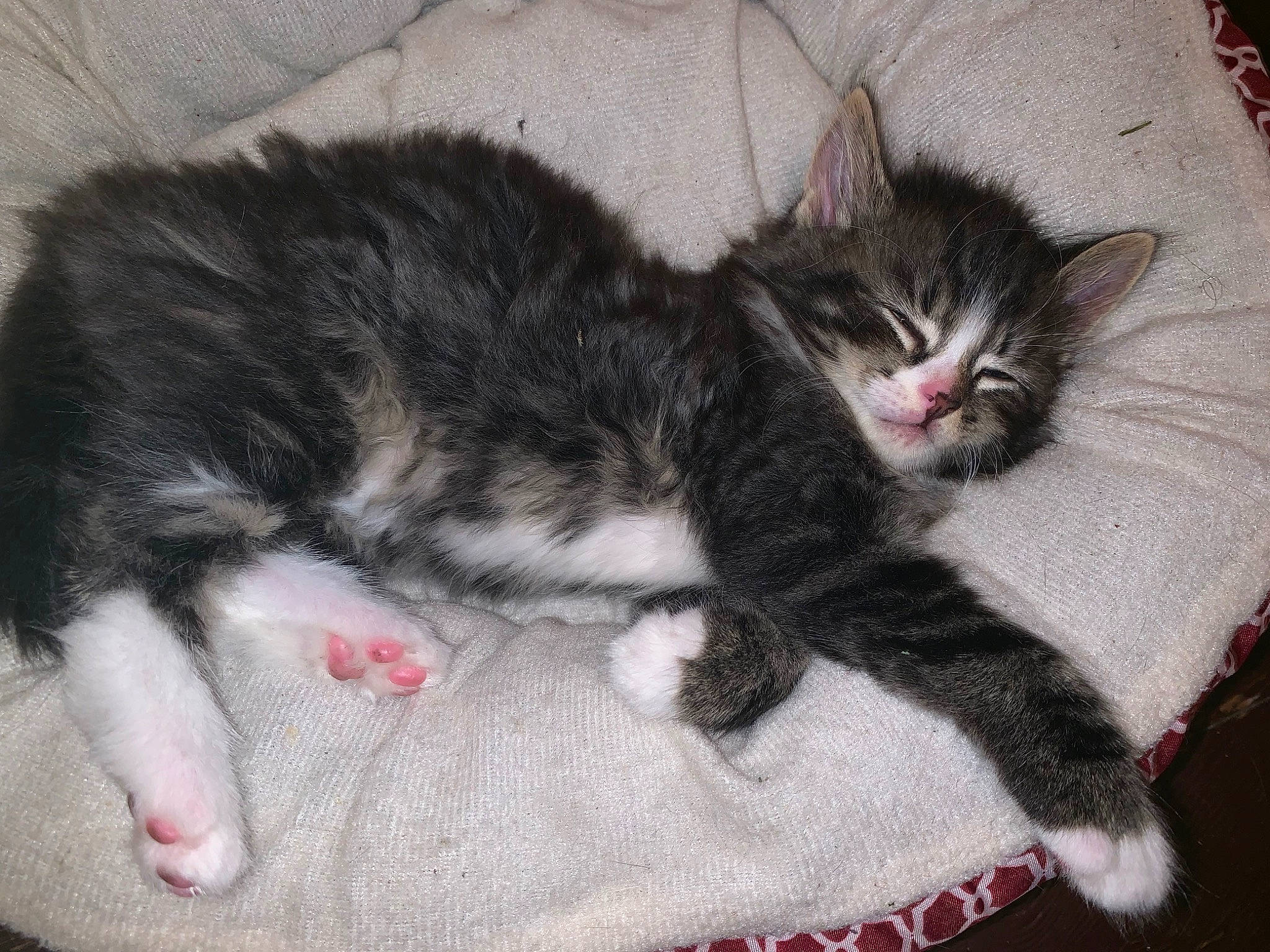 Ryder joined the competition — help win amazing prizes! carnivore, cat, claw, comfort, domestic_short_haired_cat, felidae, fur, grey, nap, pattern, paw, sleep, small_to_medium_sized_cats, tail, whiskers