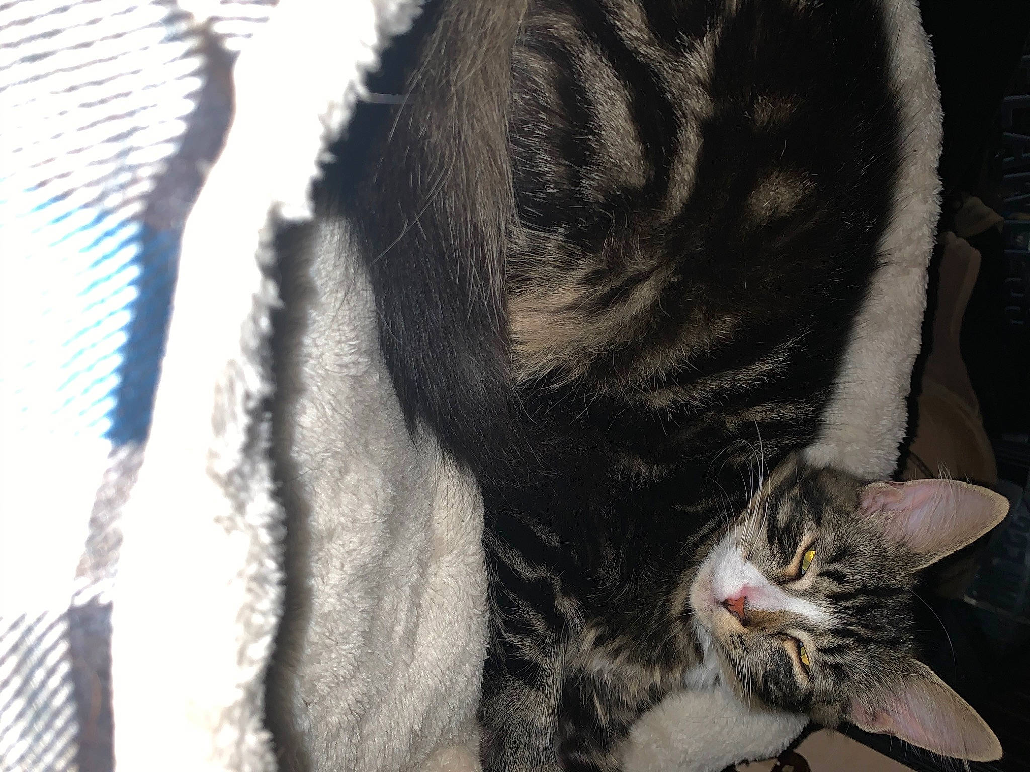 Ryder joined the competition — help win amazing prizes! carnivore, cat, claw, close_up, comfort, domestic_short_haired_cat, ear, felidae, fur, grey, mammal, paw, small_to_medium_sized_cats, snout, tail, terrestrial_animal, vertebrate, whiskers, wildlife, window