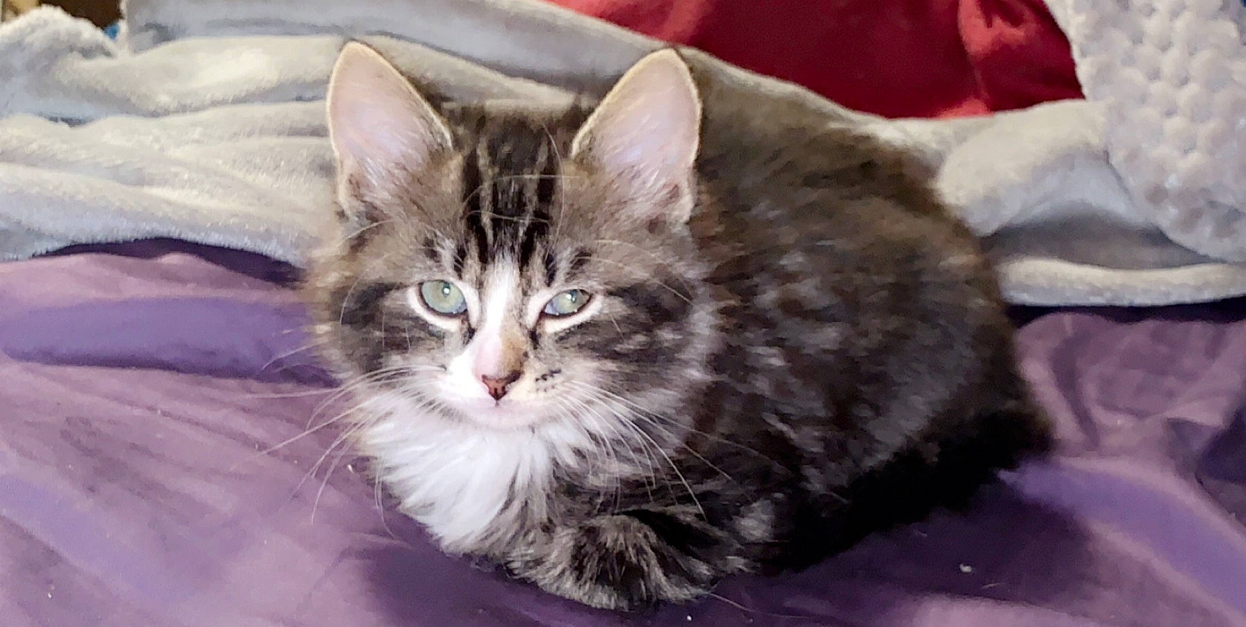 Ryder joined the competition — help win amazing prizes! carnivore, cat, domestic_short_haired_cat, door, eye, felidae, fur, head, paw, sitting, small_to_medium_sized_cats, snout, terrestrial_animal, whiskers, window