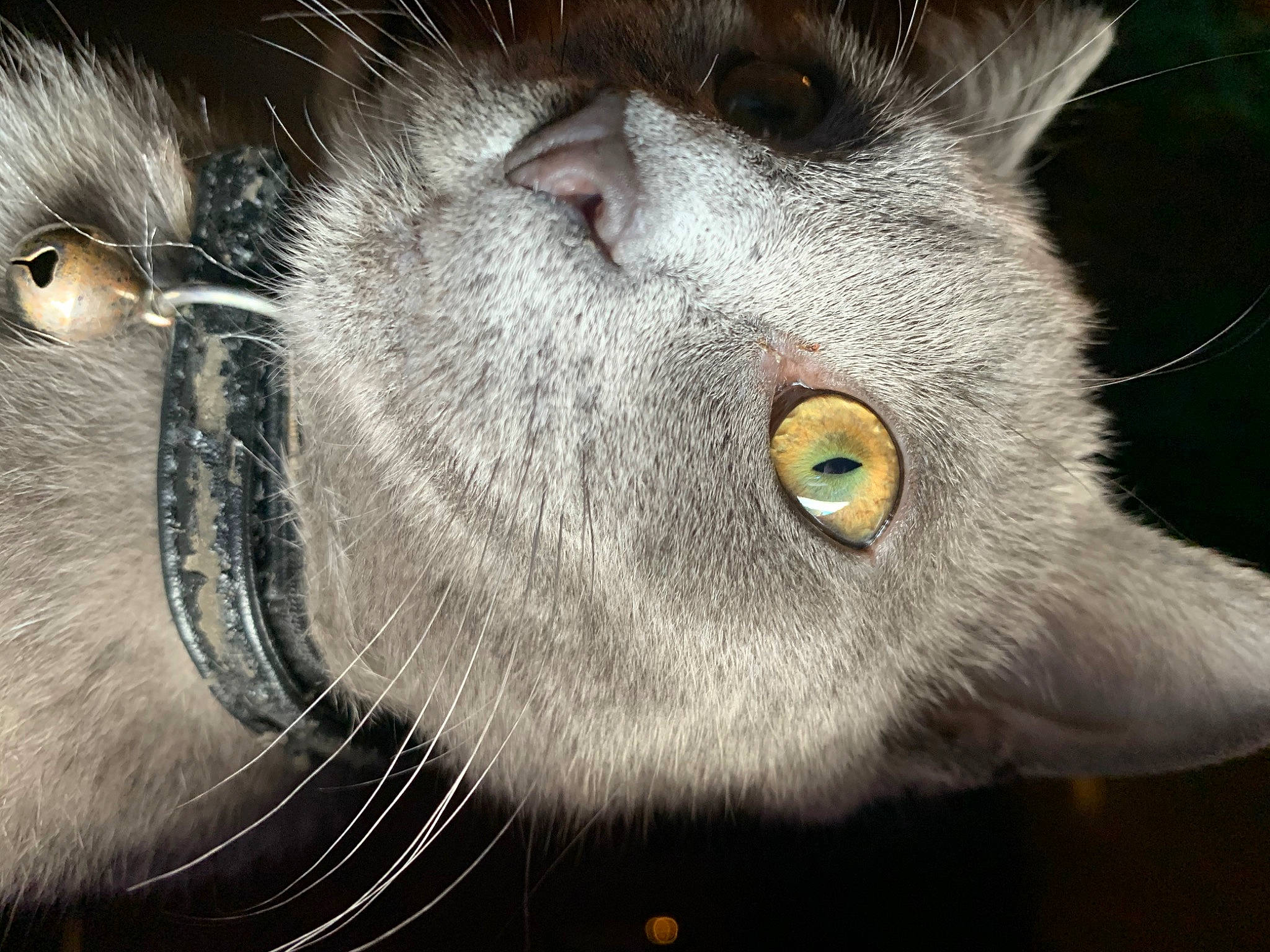 Buddha joined the competition — help win amazing prizes! black_cat, carnivore, cat, domestic_short_haired_cat, ear, eye, felidae, fur, grey, iris, mammal, nose, organism, plant, small_to_medium_sized_cats, snout, terrestrial_animal, vertebrate, whiskers, wildlife