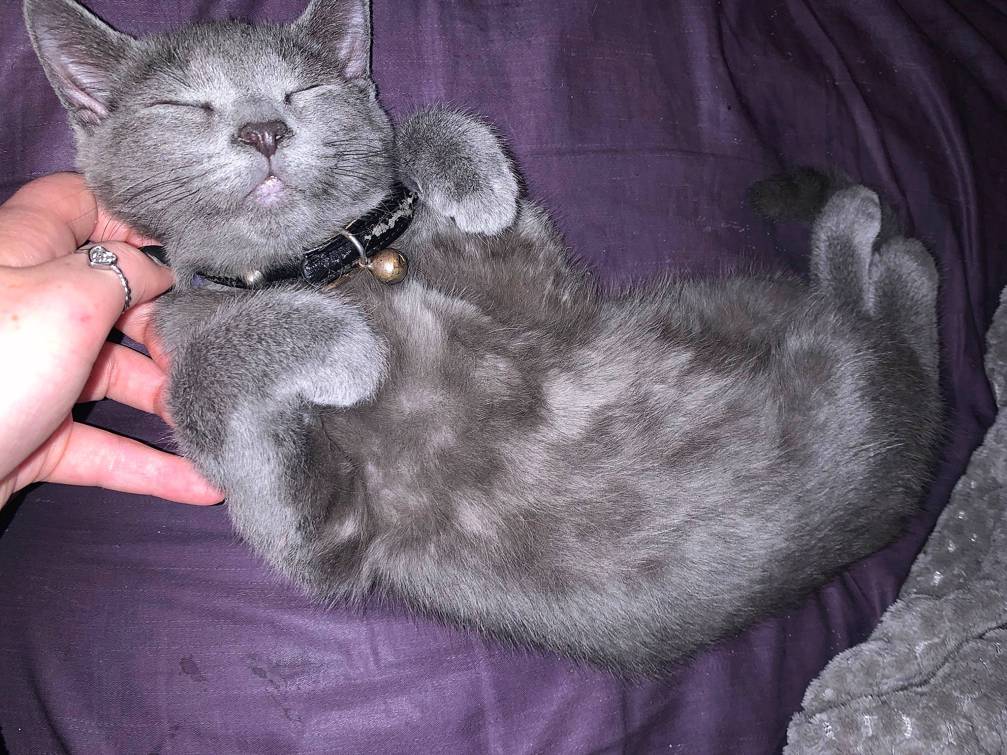 Buddha joined the competition — help win amazing prizes! art, black_cat, carnivore, cat, cat_bed, claw, comfort, domestic_short_haired_cat, felidae, fur, gesture, grey, nap, paw, russian_blue, sleep, small_to_medium_sized_cats, snout, tail, whiskers