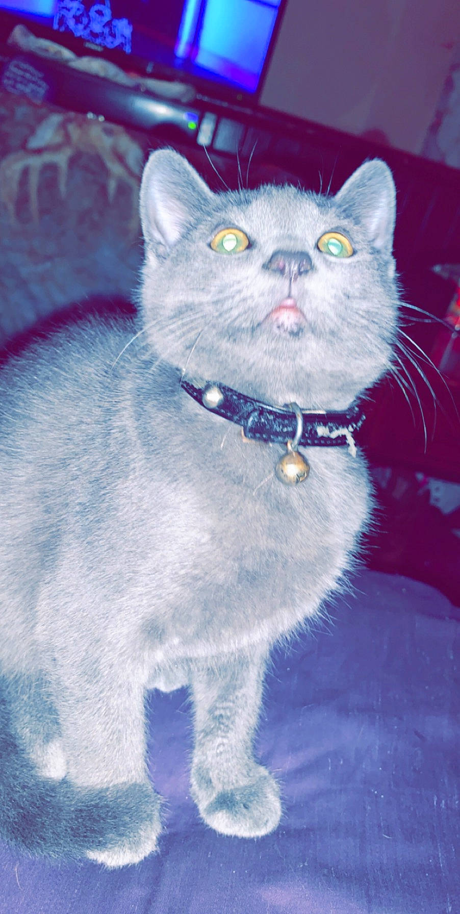 Buddha is registered to the contest to win money with this photo: art, carnivore, cat, domestic_short_haired_cat, drawing, electric_blue, eye, felidae, fur, grey, illustration, paint, painting, russian_blue, small_to_medium_sized_cats, snout, tail, terrestrial_animal, whiskers