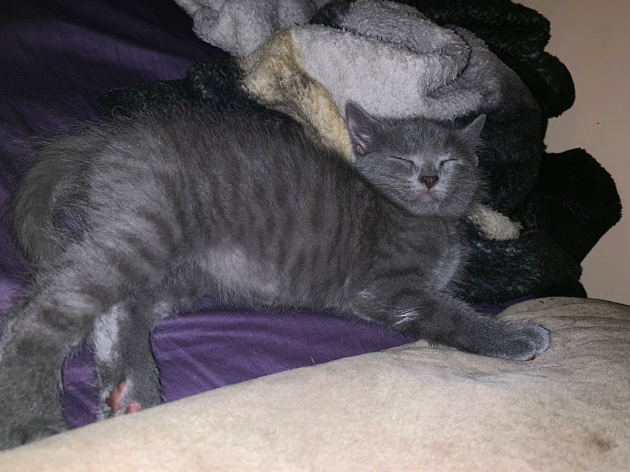 Buddha joined the competition — help win amazing prizes! black_cat, canidae, carnivore, cat, claw, comfort, dog_breed, domestic_short_haired_cat, felidae, fur, grey, nap, paw, russian_blue, small_to_medium_sized_cats, snout, tail, terrestrial_animal, vertebrate, whiskers