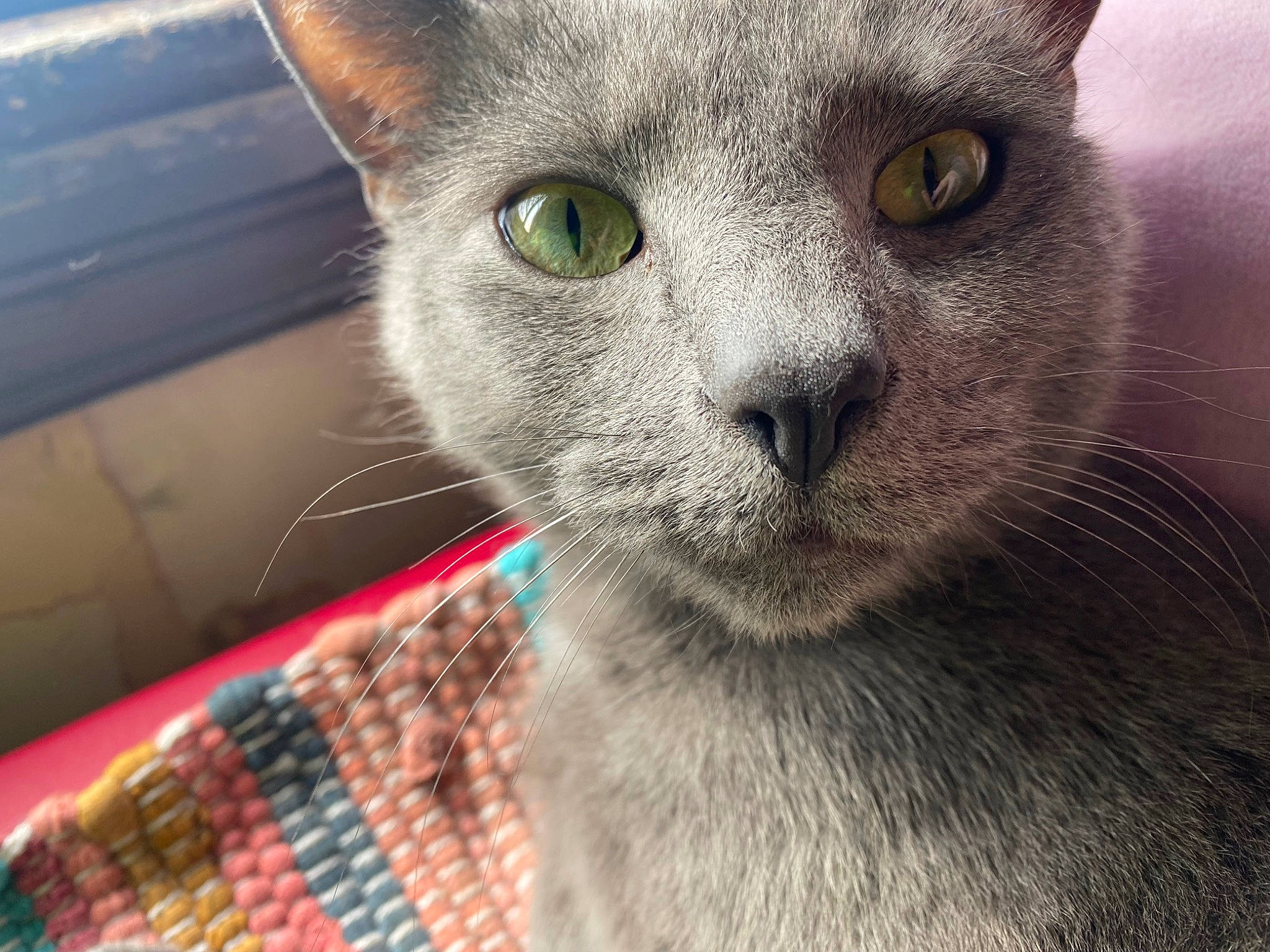 Buddha joined the competition — help win amazing prizes! carnivore, cat, domestic_short_haired_cat, felidae, fur, head, pattern, russian_blue, small_to_medium_sized_cats, snout, terrestrial_animal, whiskers