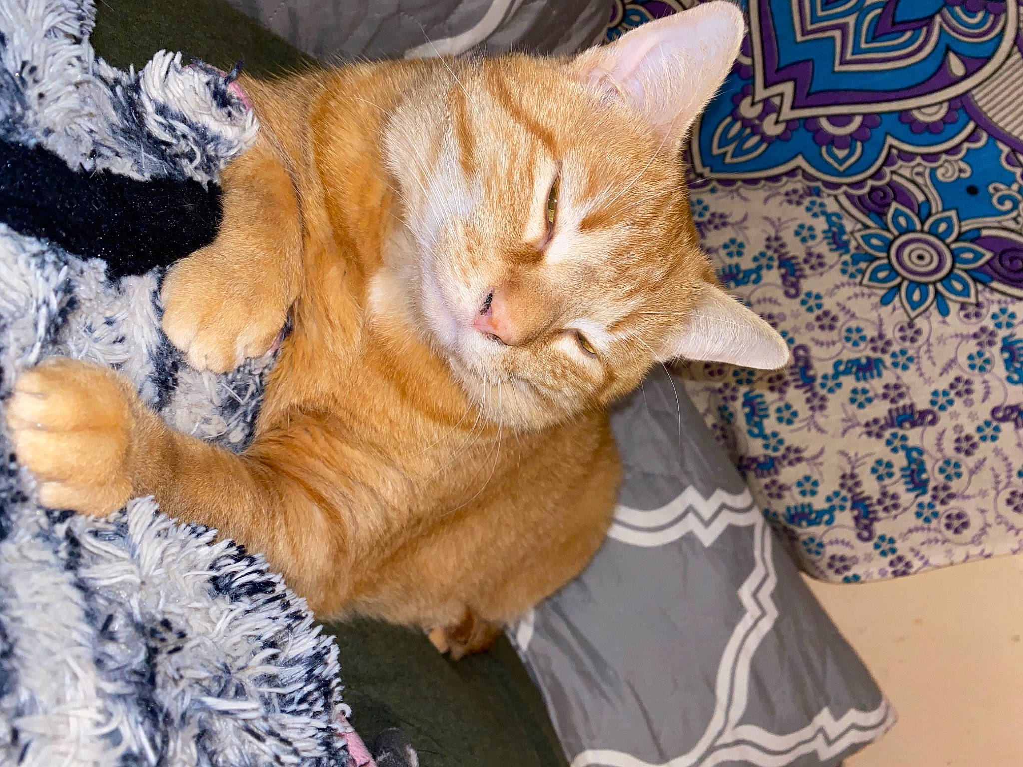 Tigger joined the competition — help win amazing prizes! carnivore, cat, claw, comfort, domestic_short_haired_cat, fawn, felidae, fur, human_leg, lap, nap, paw, small_to_medium_sized_cats, snout, tail, whiskers, wood