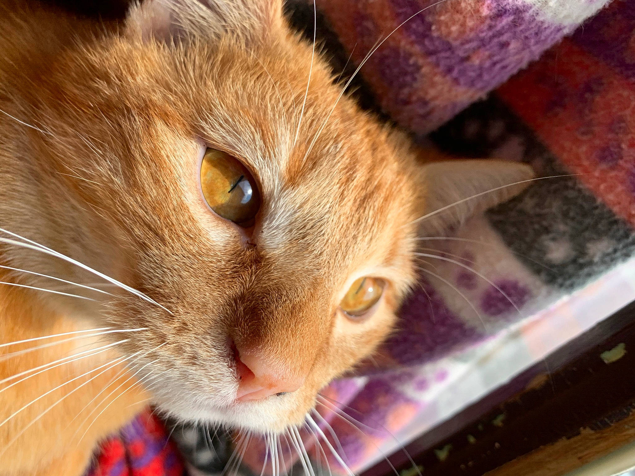 Tigger joined the competition — help win amazing prizes! carnivore, cat, curious, domestic_short_haired_cat, ear, fawn, felidae, fur, paw, pet_supply, small_to_medium_sized_cats, snout, terrestrial_animal, whiskers, wildlife, wood