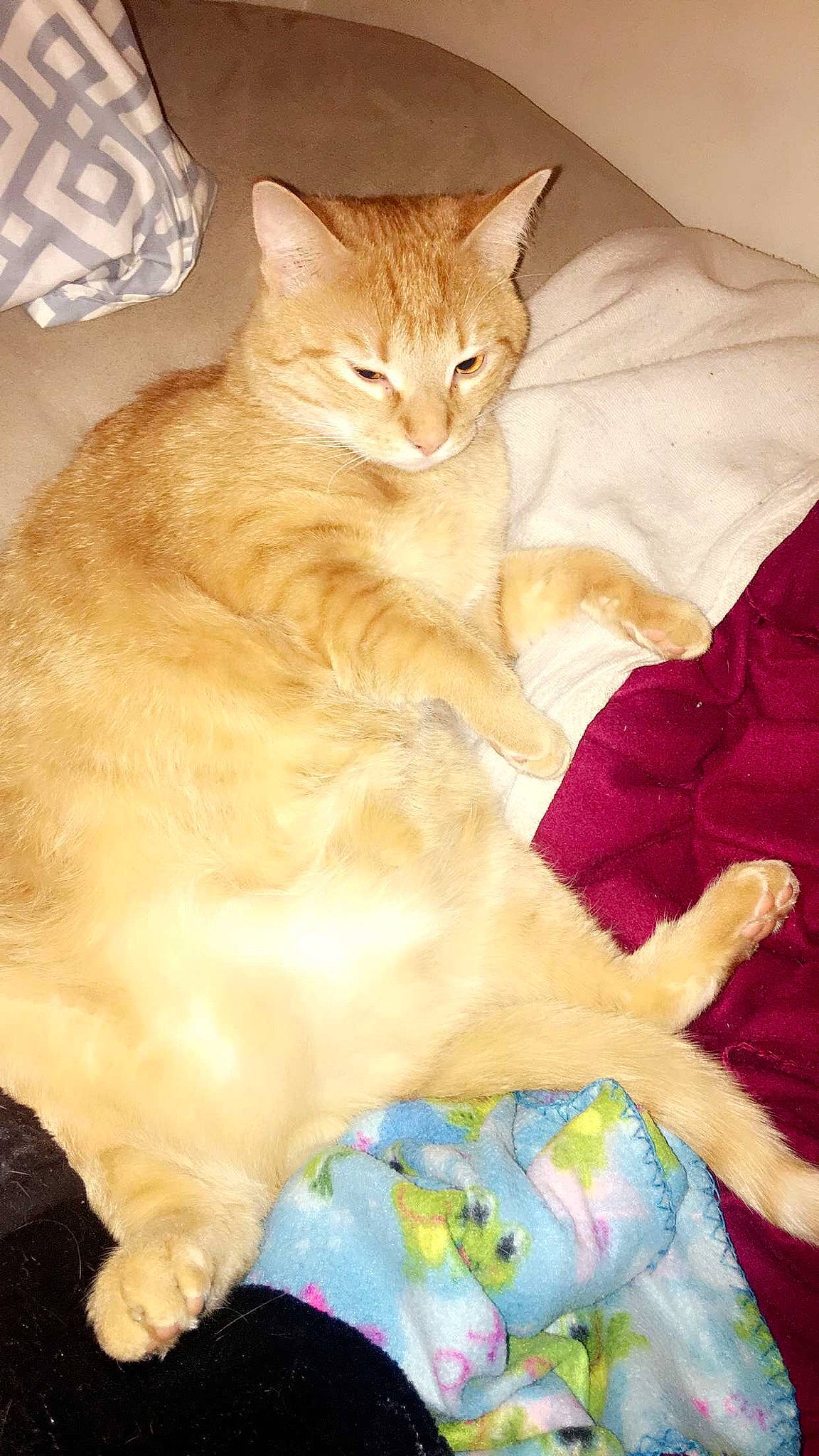 Tigger joined the competition — help win amazing prizes! bed, carnivore, cat, claw, comfort, domestic_short_haired_cat, fawn, felidae, fur, linens, nap, pattern, paw, peach, sitting, small_to_medium_sized_cats, snout, tail, whiskers