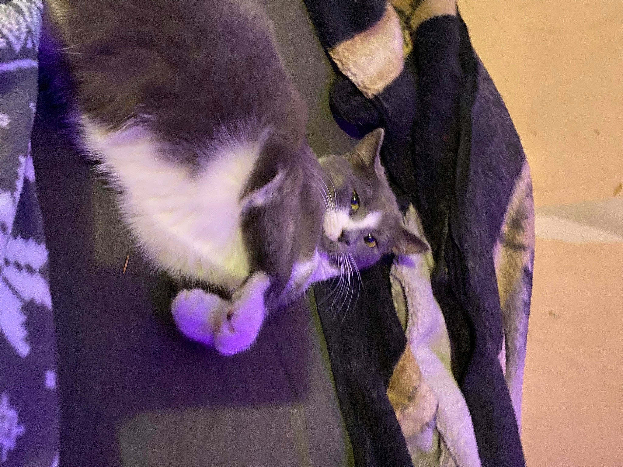 Athena joined the competition — help win amazing prizes! canidae, carnivore, cat, claw, domestic_short_haired_cat, felidae, foot, fur, paw, purple, rodent, small_to_medium_sized_cats, snout, tail, whiskers