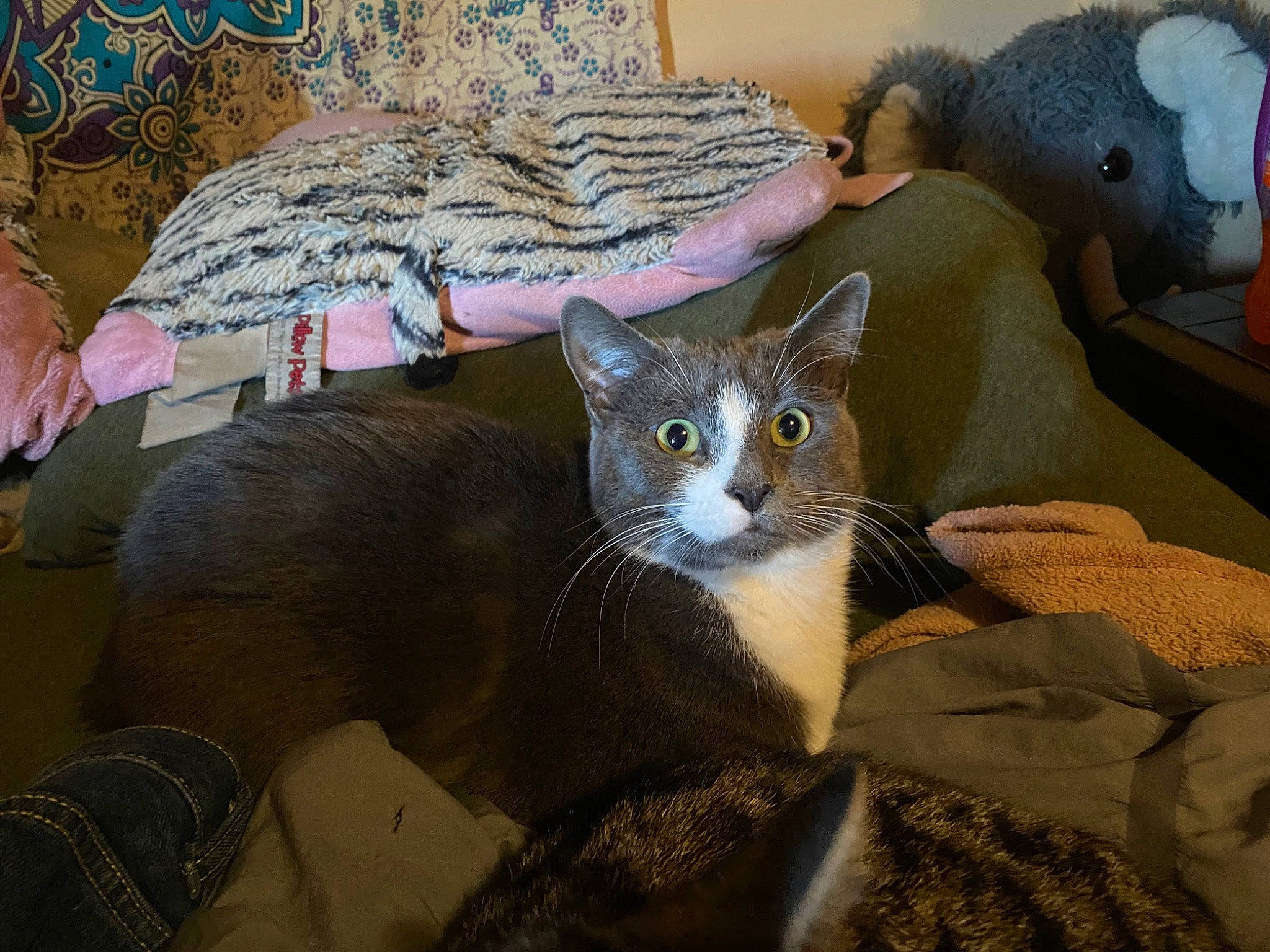 Athena is registered to the contest to win money with this photo: bed, carnivore, cat, cat_supply, comfort, couch, domestic_short_haired_cat, fawn, felidae, fur, hat, linens, paw, room, sitting, small_to_medium_sized_cats, tail, tree, whiskers, window