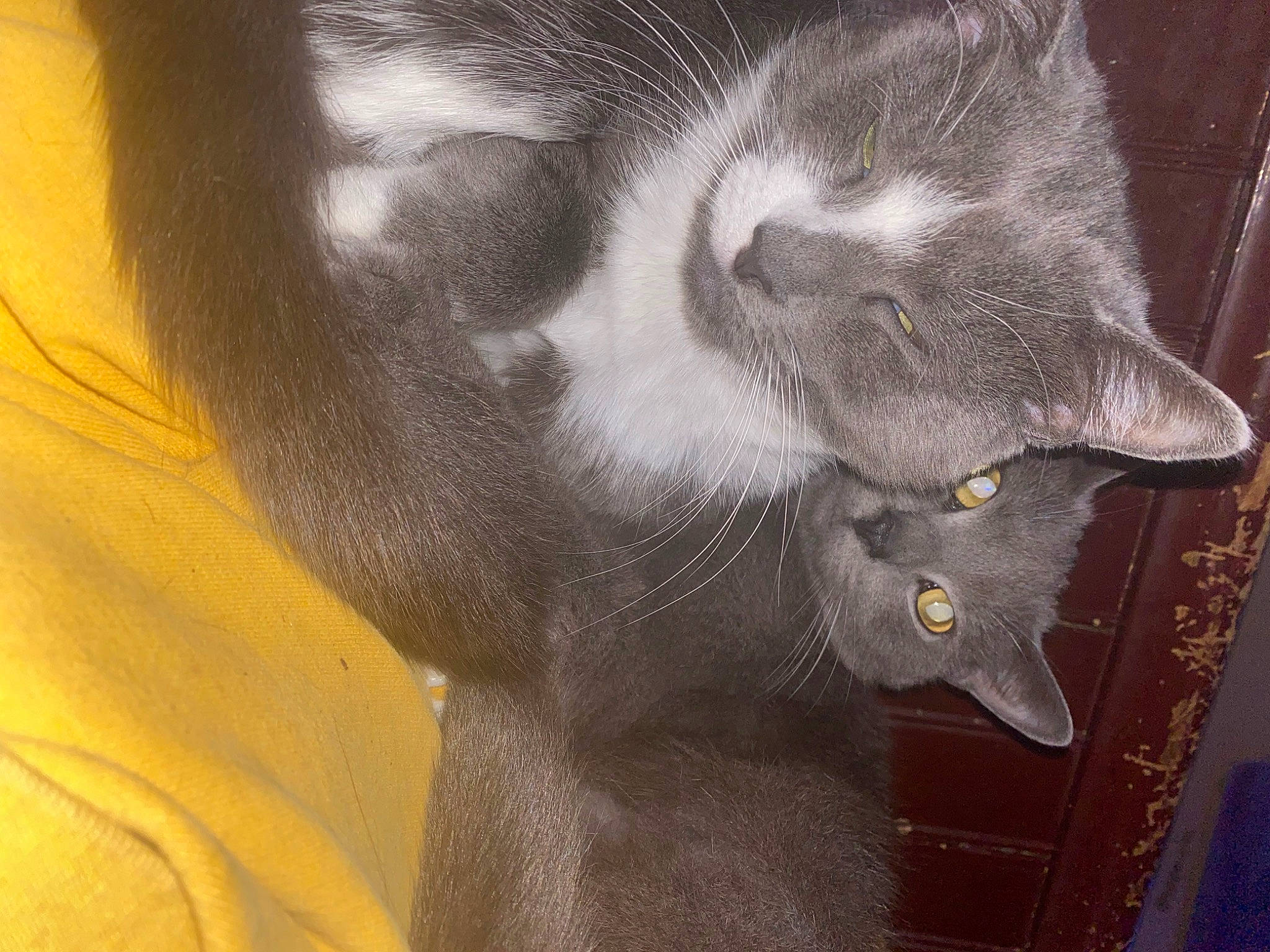 Athena joined the competition — help win amazing prizes! carnivore, cat, claw, domestic_short_haired_cat, ear, felidae, fur, grey, moustache, paw, small_to_medium_sized_cats, tail, whiskers