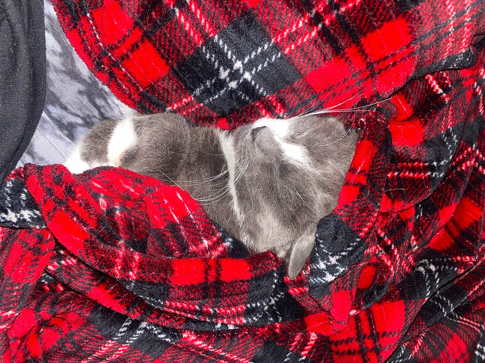 Athena joined the competition — help win amazing prizes! art, carmine, design, electric_blue, event, fashion_accessory, font, fur, illustration, linens, magenta, outerwear, pattern, petal, plaid, red, sleeve, tartan, textile, visual_arts