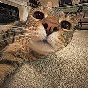 Kiki is registered to the contest to win money with this photo: animal, carpet, cat, close_up, cozy, curious, eyes, floor, furniture, home_interior, indoor, lamp, living_room, nose, painting, pet, portrait, relaxed, tabby_cat, whiskers