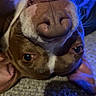 dog, close_up, upside_down, nose, brown_and_white, carpet, indoor, pet, animal, whiskers, playful, cute, ears, light, blue_light, portrait, funny, expression, lying_down, face