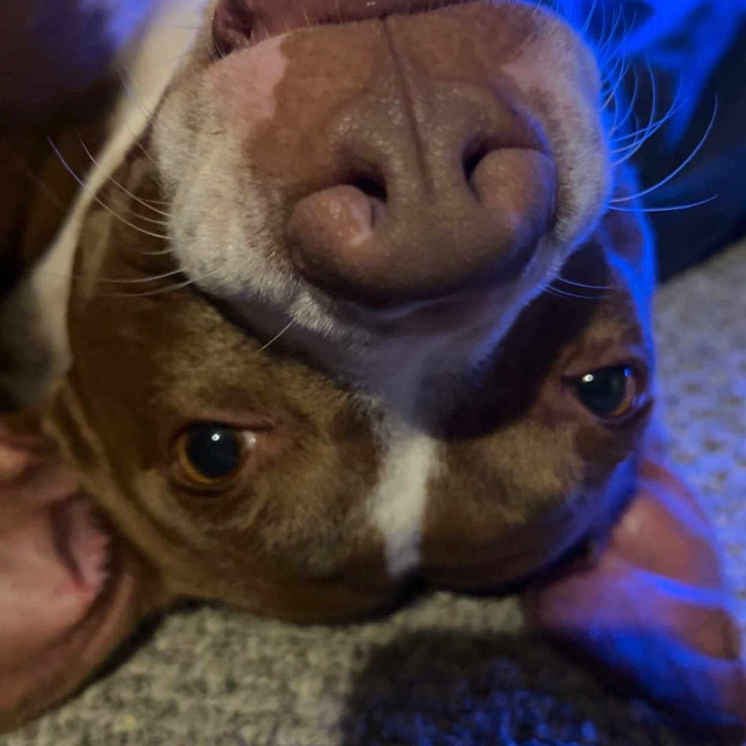 Jazzabell Sue joined the competition — help win amazing prizes! animal, blue_light, brown_and_white, carpet, close_up, cute, dog, ears, expression, face, funny, indoor, light, lying_down, nose, pet, playful, portrait, upside_down, whiskers