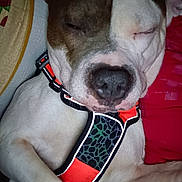 Ziggy joined the competition — help win amazing prizes! dog, sleeping, harness, close_up, pet, animal, relaxed, fur, resting, cute, indoors, calm, brown, white, paw, face, nose, ears, collar, comfort