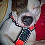 dog, sleeping, harness, close_up, pet, animal, relaxed, fur, resting, cute, indoors, calm, brown, white, paw, face, nose, ears, collar, comfort