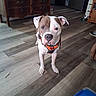 Ziggy is registered to the contest to win money with this photo: dog, pet, indoor, wooden_floor, orange_harness, brown_and_white, animal, canine, furniture, home, flooring, curious, standing, looking_at_camera, domestic, household, room, floor, dog_bowl, cabinet