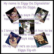 Ziggy joined the competition — help win amazing prizes! dog, pet, collage, cute, smiling, sleeping, portrait, animal, face, expression, indoor, closeup, canine, funny, happy, domestic_animal, pupper, cute_animal, dog_face, text_overlay