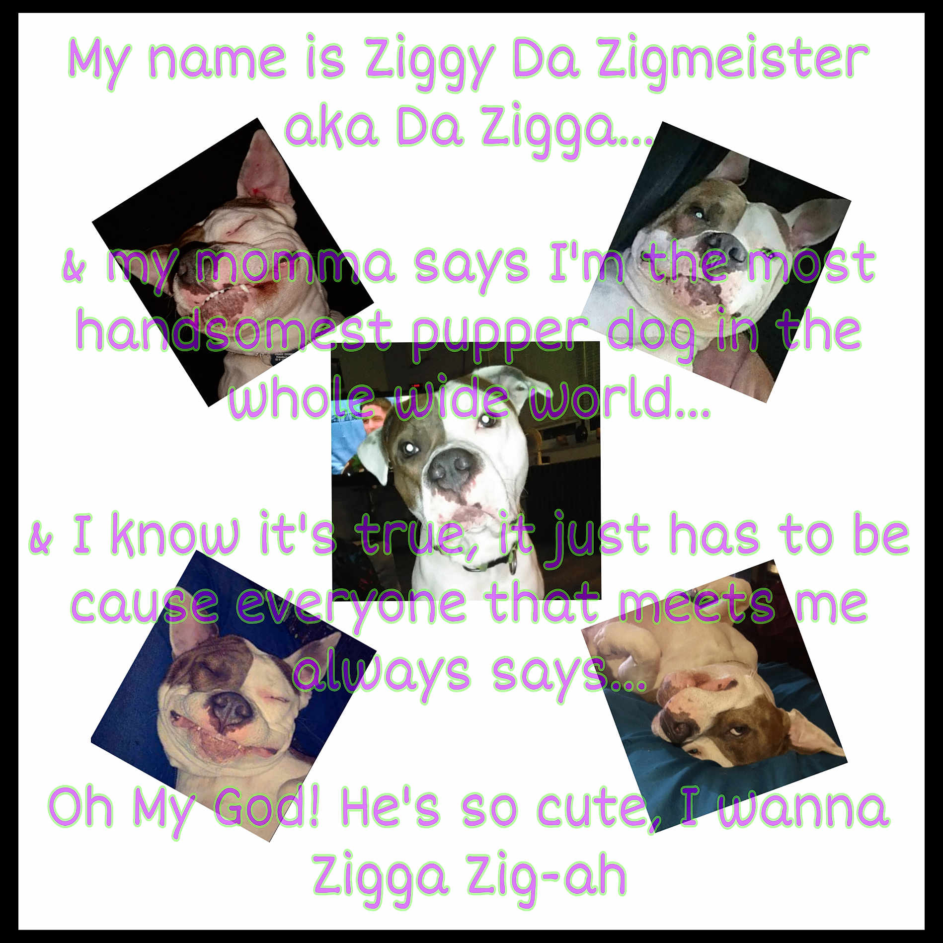 Ziggy
