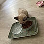 Plumo a rejoint le concours — aidez-le/la à gagner de superbes lots ! kitten, siamese, cat, food, bowl, tray, floor, wooden_floor, pet, feeding, indoor, small, cute, animal, meal, domestic, feline, texture, sock, home