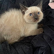 Plumo a rejoint le concours — aidez-le/la à gagner de superbes lots ! kitten, cat, siamese, blue_eyes, fur, pet, animal, cute, soft, blanket, black_blanket, indoor, young, small, fur_texture, whiskers, ears, paws, resting, curious
