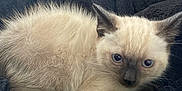 Plumo a rejoint le concours — aidez-le/la à gagner de superbes lots ! kitten, cat, siamese, blue_eyes, fur, animal, pet, cozy, blanket, soft, indoor, resting, cute, small, whiskers, ears, face, curious, feline, young