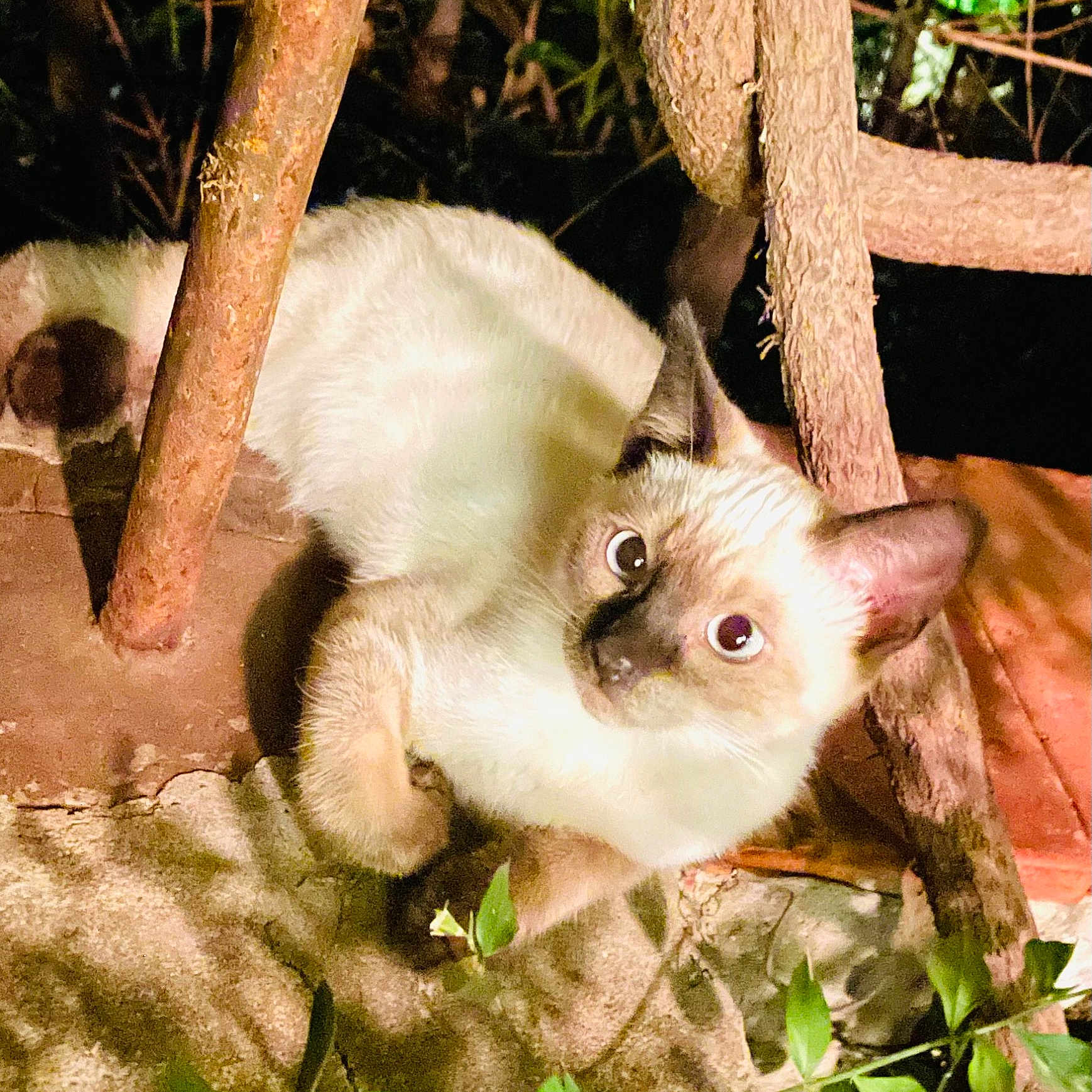 Plumo participe au concours pour gagner de l'argent avec cette photo : animal, branch, cat, closeup, crouching, curious, eyes, fur, ground, leaf, mammal, nature, night, outdoor, pet, shadow, siamese_cat, tree, whiskers, wildlife