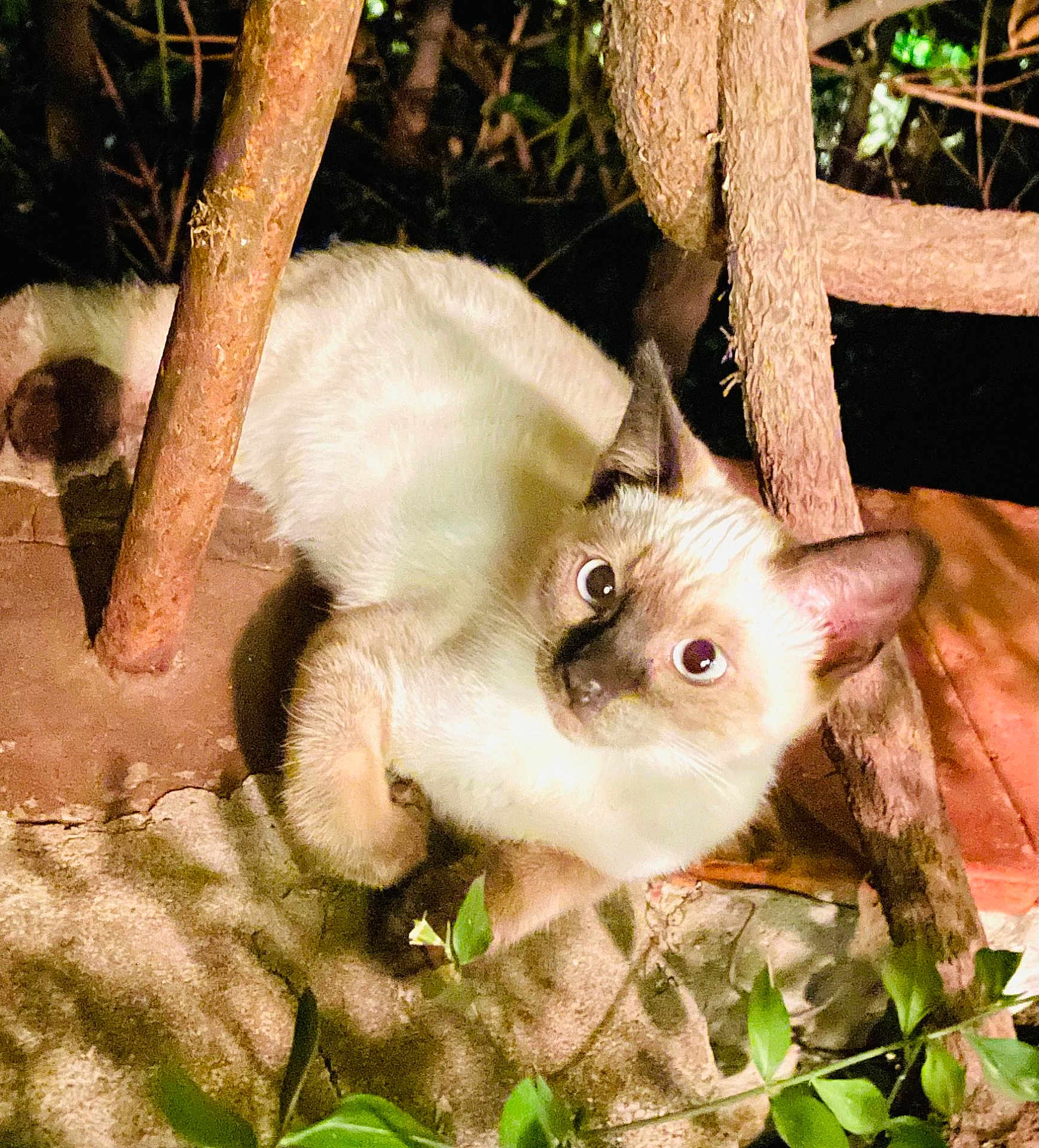 Plumo participe au concours pour gagner de l'argent avec cette photo : cat, siamese_cat, animal, pet, night, outdoor, tree, branch, leaf, curious, crouching, fur, eyes, wildlife, nature, mammal, whiskers, closeup, ground, shadow