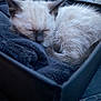 Plumo participe au concours pour gagner de l'argent avec cette photo : kitten, sleeping, box, blanket, fur, animal, pet, cozy, indoor, resting, cute, small, whiskers, ears, nose, closed_eyes, soft, feline, domestic_animal, relaxing