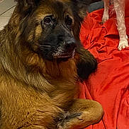 Orka participe au concours pour gagner de l'argent avec cette photo : dog, large_dog, brown_dog, black_dog, fluffy_dog, blanket, red_blanket, indoor, floor, tile_floor, pet, animal, canine, resting, lying_down, fur, companion, cozy, two_dogs, legs
